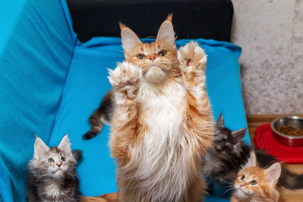 缅因猫妈妈滑稽地举起爪子，伸了起来图片下载