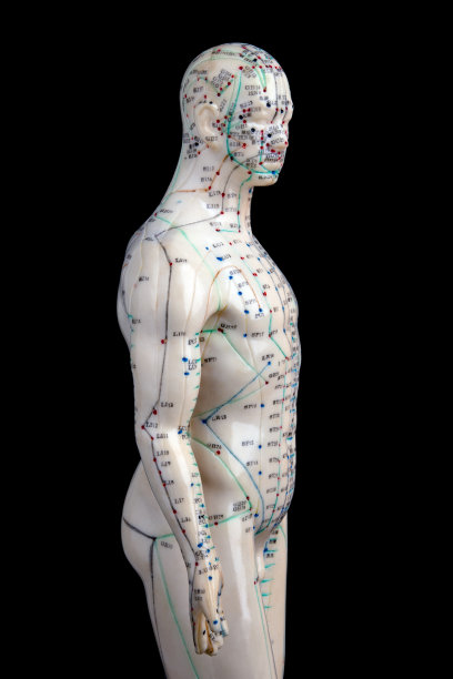 针灸模型图片下载