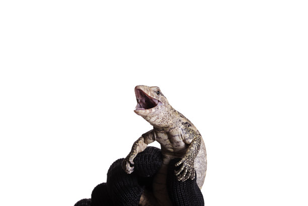 尼罗监视器在手上与手套隔离白色背景图片下载