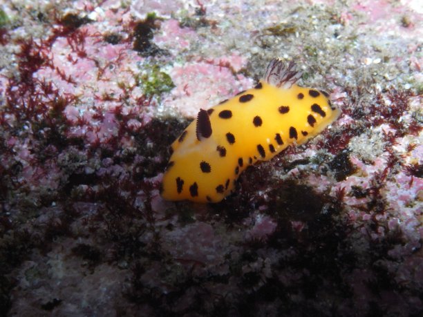带有黑点的黄色裸鳃鱼-黑色斑点Jorunna-Jorunna sp，澳大利亚悉尼图片下载