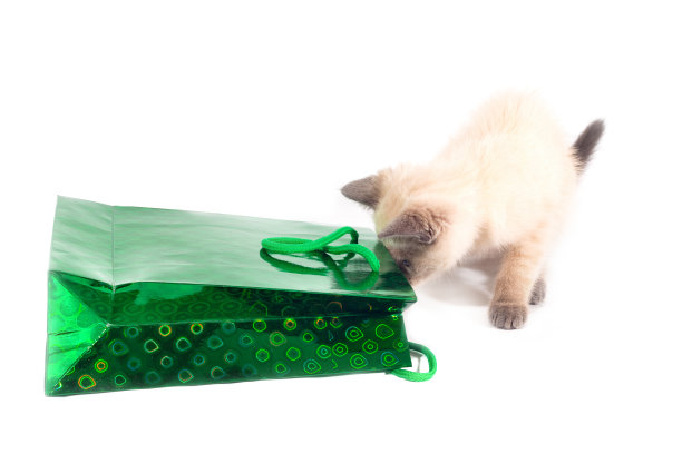 小猫看了看假日包裹。图片下载