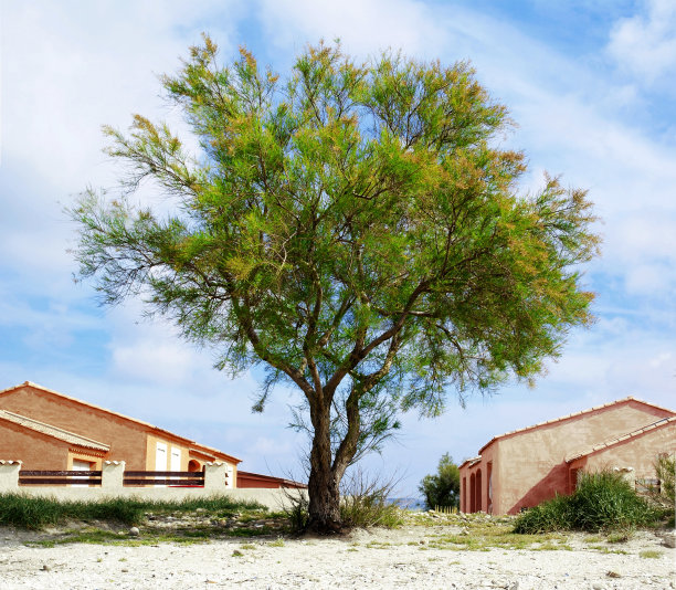 大塔马瑞斯在房子附近。图片下载