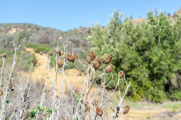 冬天种子森林图片下载