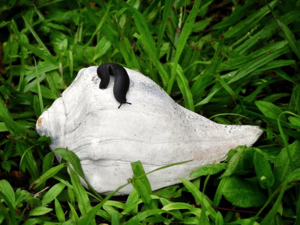 黑色天鹅绒皮革叶蛞蝓图片下载