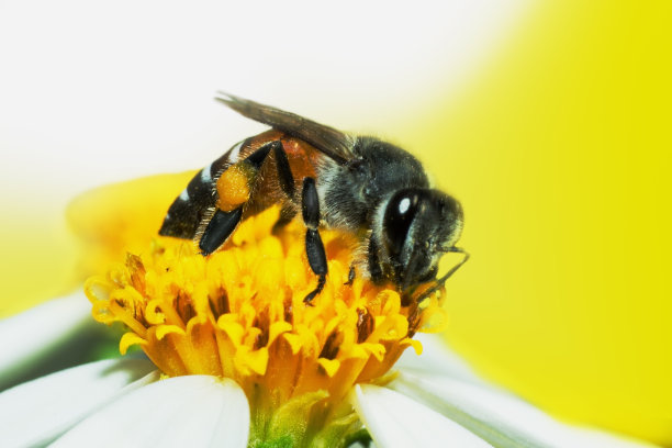草花上的蜜蜂图片下载