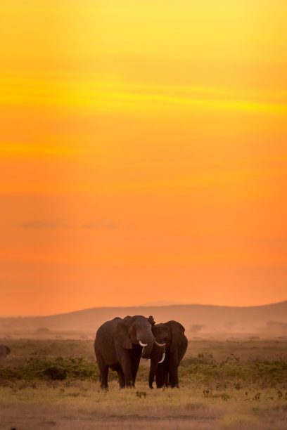 强大的大象世界!图片下载