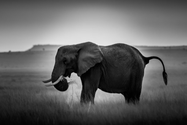 强大的大象世界!图片下载