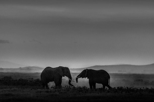 强大的大象世界!图片下载