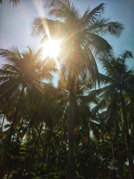 棕榈树图片下载