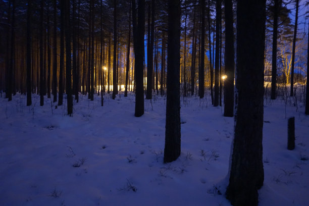 冬季森林图片下载