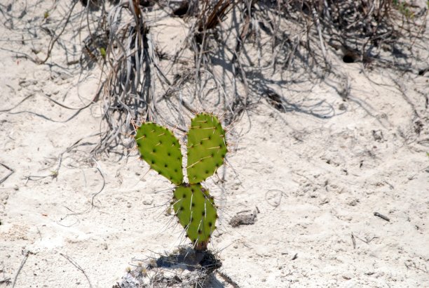 仙人掌图片下载