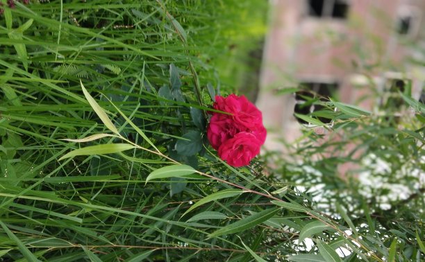 花在花园图片下载