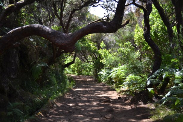 森林中的小径图片下载