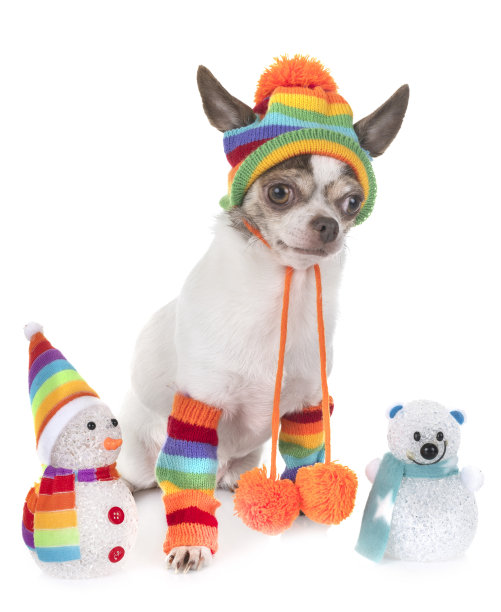 小吉娃娃图片下载