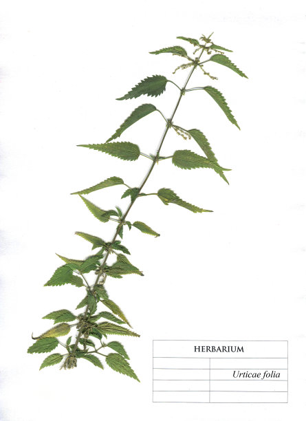 荨麻属药用和食用植物。图片下载