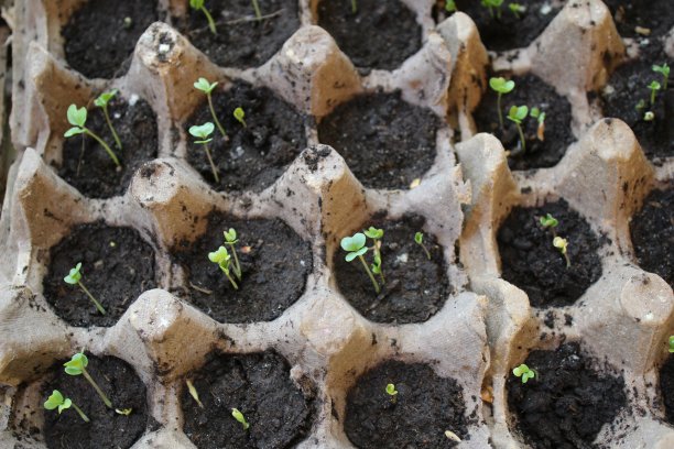 绿色植物的幼苗图片下载