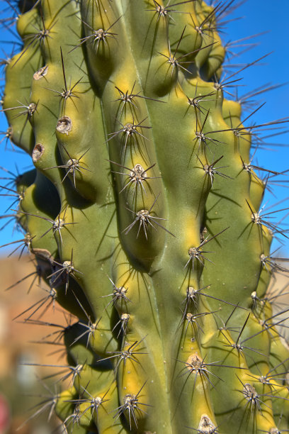 在阳光明媚的日子里，近距离观赏仙人掌图片下载