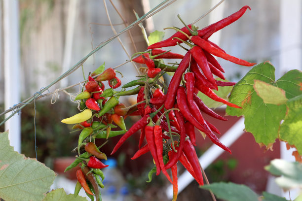 热红辣椒图片下载