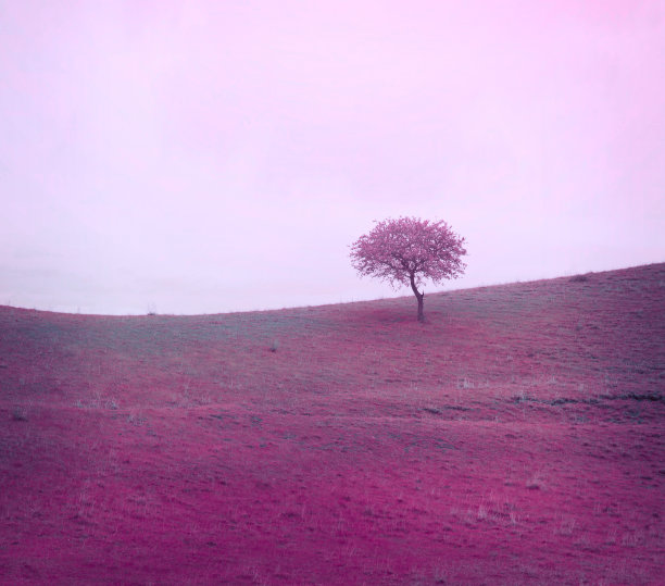 草地上孤零零的一棵丁香雾树。自然背景图片下载