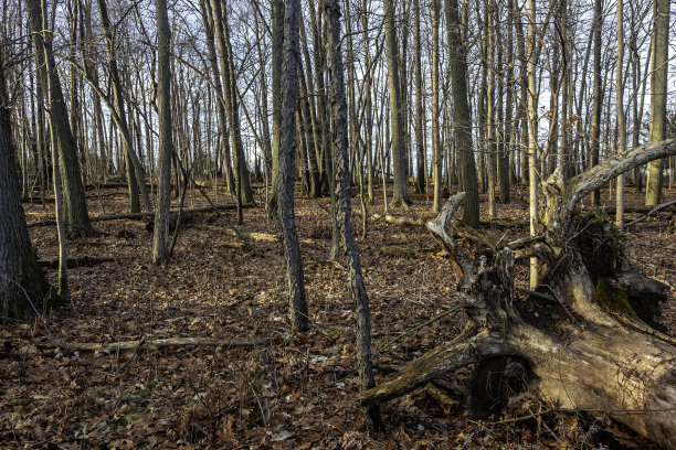 阳光森林图片下载