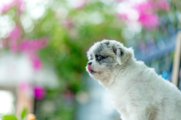 白色的狗图片，可爱的照片拍摄，爱狗的概念图片下载