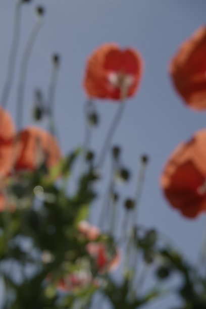 散焦花的摘要图片下载