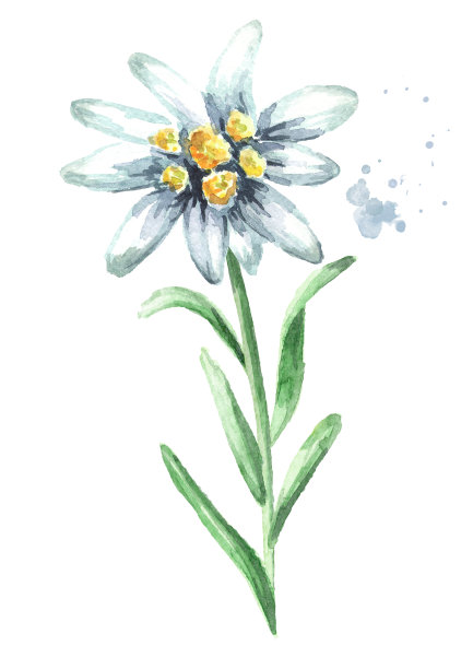 雪绒花(Leontopodium alpinum)与叶，水彩手绘插图孤立在白色背景图片下载