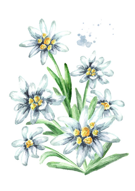 雪绒花(Leontopodium alpinum)水彩手绘插图，孤立在白色背景图片下载