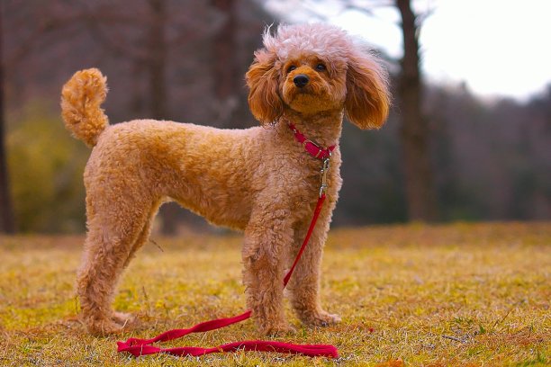 136年狗遛狗图片下载