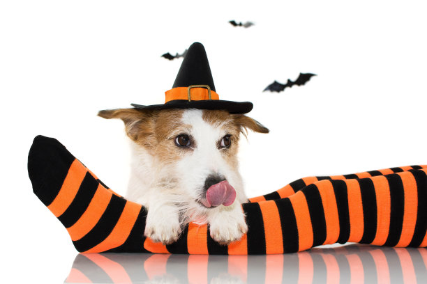 万圣节的狗穿着女巫或巫师帽的服装坐在它的孩子主人条纹橙色和黑色的袜子，连接与舌头孤立的白色背景与复制空间。图片下载