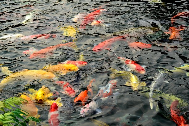 鲤鱼锦鲤池塘图片下载