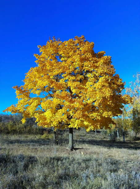 美丽的树与黄叶在秋天图片下载