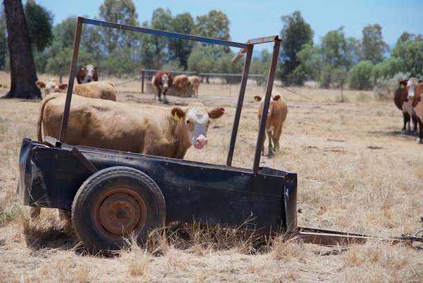 用草喂的肉牛幼崽从拖车上舔干了图片下载