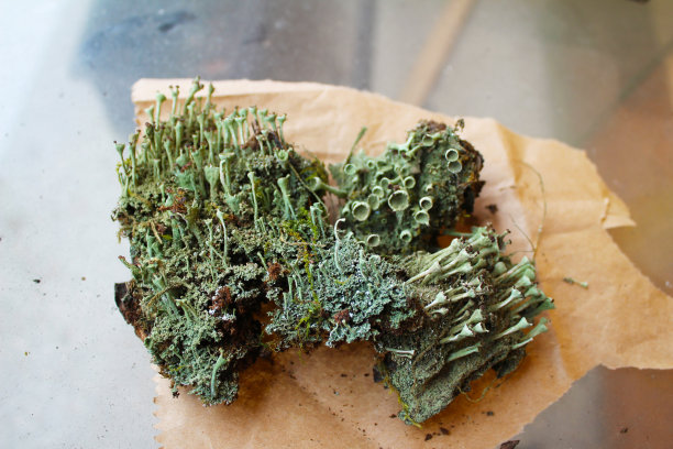 苔藓里的绿色小蘑菇图片下载