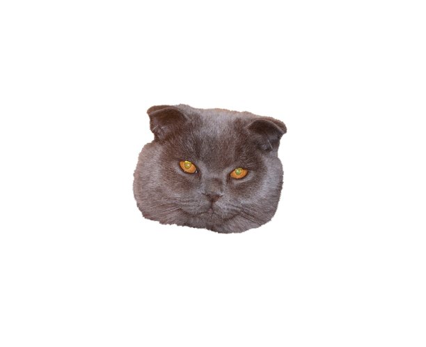 苏格兰折叠猫的脸中心在白色的背景图片下载