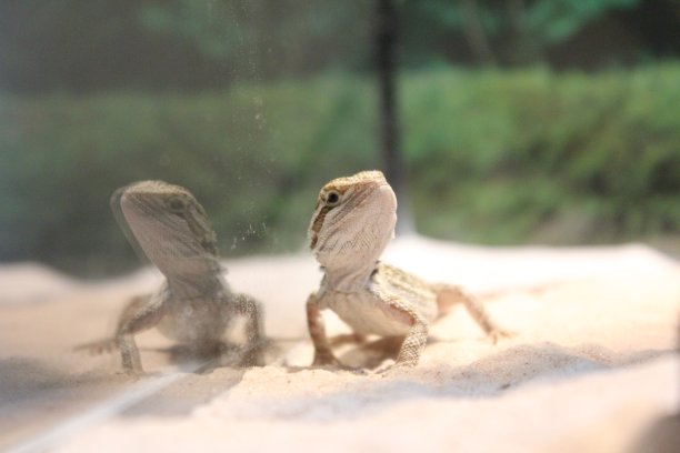 两只蜥蜴的故事图片下载