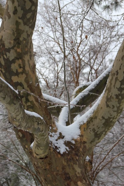 雪覆盖的分支图片下载