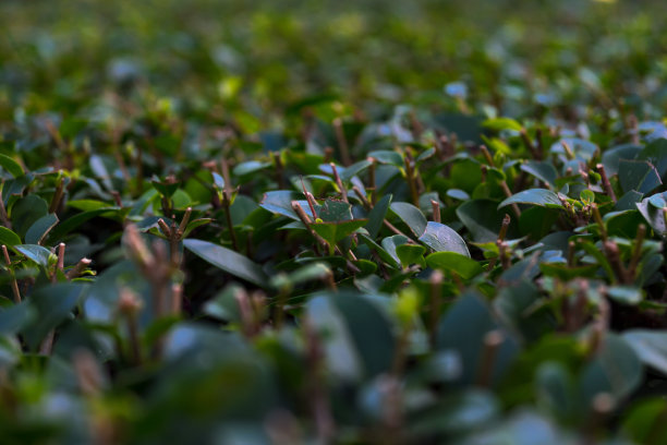 用绿叶修剪的灌木花园的设计。图片下载