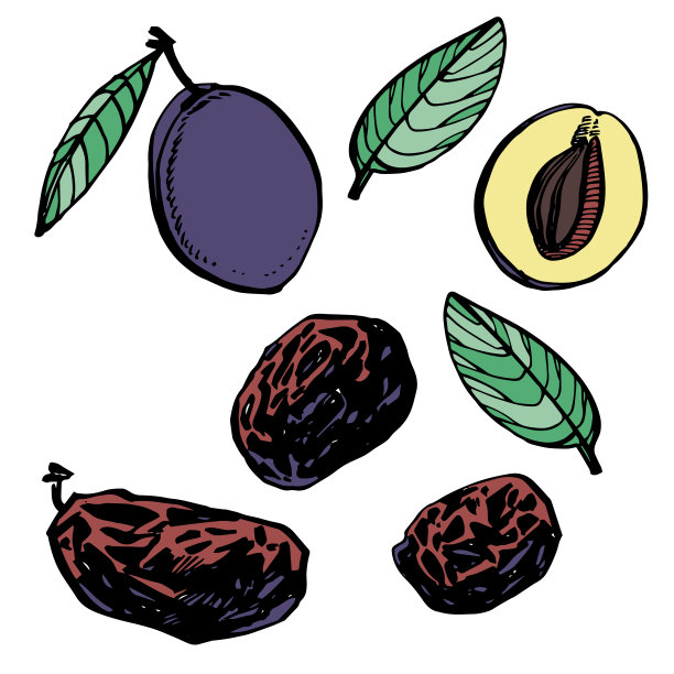 梅干和李子矢量手绘插图。坚果的墨迹素描。手绘矢量插图。孤立在白色背景上。图片下载