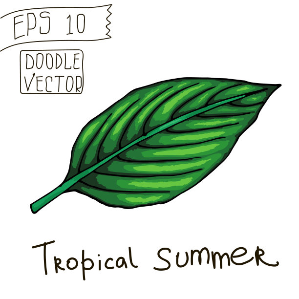 绿叶涂鸦。热带夏季插图。图片下载