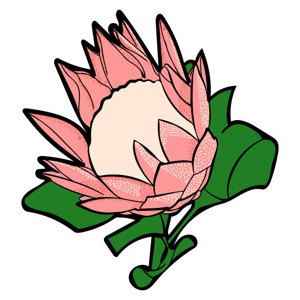 美丽的粉色国王Protea花插图图片下载