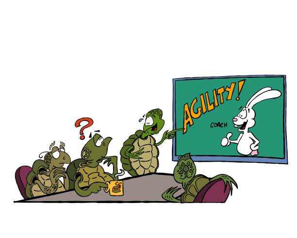 敏捷的海龟图片下载