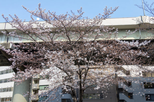 日本东京市中心的樱花图片下载