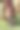 美丽的母马和小马驹一起奔跑在夏日的鲜花草地上图片下载