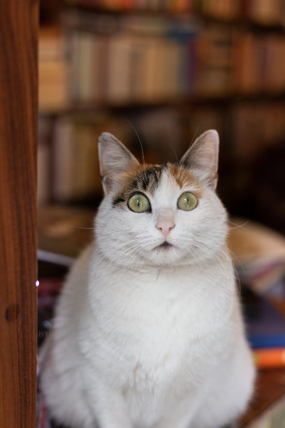 图书馆的猫在办公室等着。图片下载