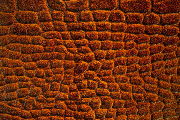 棕色鳄鱼皮或鳄鱼皮背景纹理图片下载