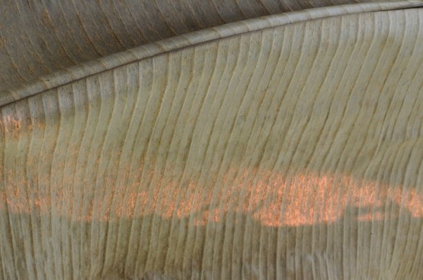 阳光照在香蕉干叶子上的棕色背景照片。图片下载