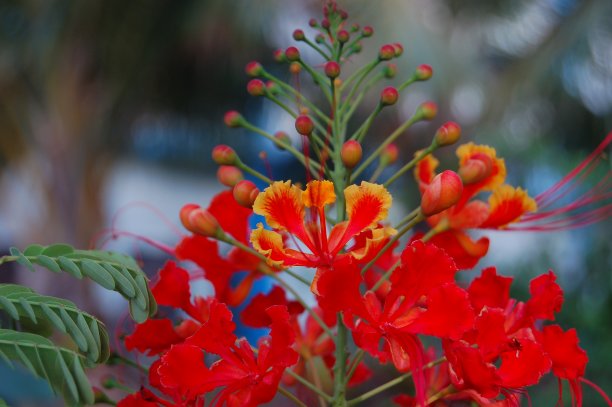 Flanboyan花的耳朵图片下载