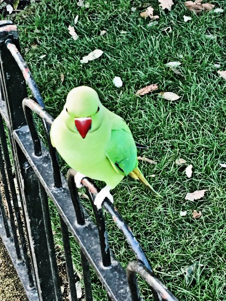 一只绿色的长尾小鹦鹉图片下载