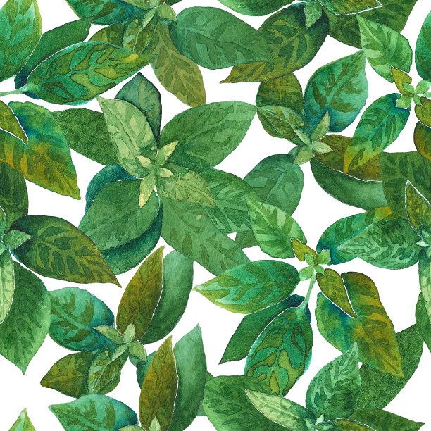 水彩无缝绿色草本图案。图片下载